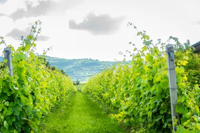 I vigneti di Garganega