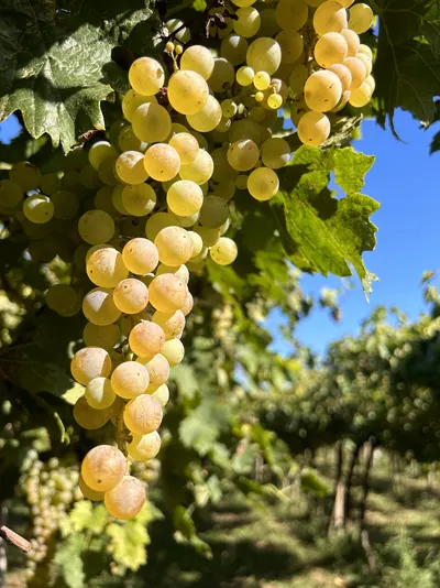 Grappoli di Garganega