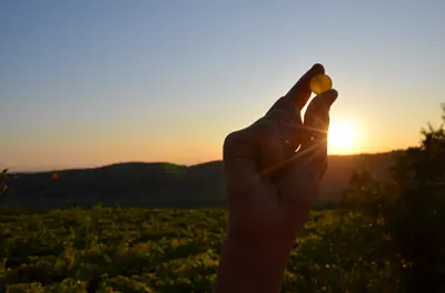 Tramonto sui vigneti