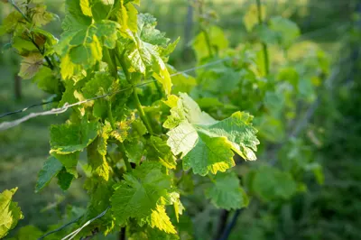 Foglie di vite nel vigneto